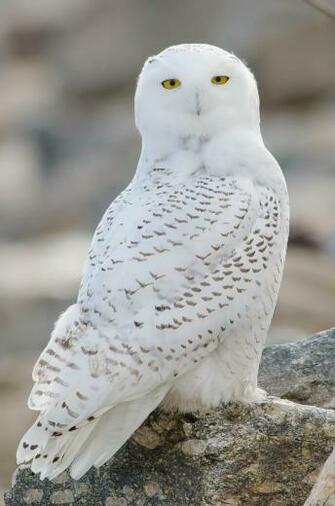 Screensavers For iPad Snowy Owl Owls