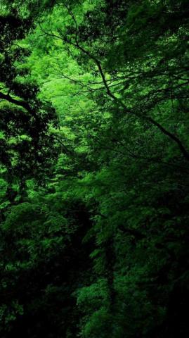 Trees Nature Wallpaper iPhone Decoration Dark Black Green