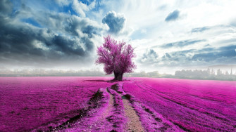 Cloud Purple Field Artistic Tree HD Wallpaper