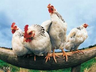 Farmyard Animals Goofy Chicken Pictures Fisheyed Picture
