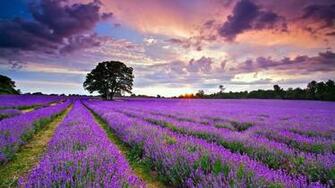 Provence Wallpaper