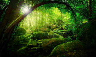 Forest Green Background Wallpaper