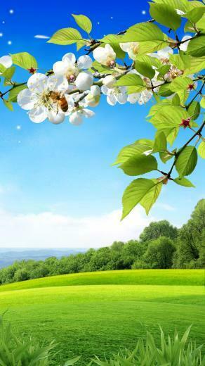 Spring Background iPhone 6s Plus Wallpaper And
