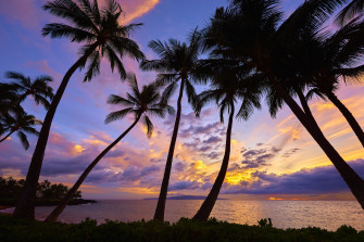 Palm Tree Desktop Wallpaper