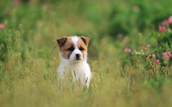 Pretty Dog Wallpaper