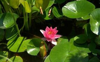 Pink Water Lilies Wallpaper High Resolution