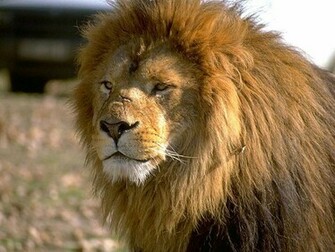 Male Lion Wallpaper Fun Animals Wiki Videos Pictures Stories