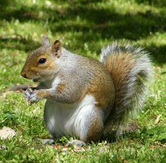 Cute Squirrels Wallpaper Squirrel