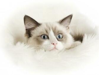 Cat Wallpaper Cute Ragdoll Background HD