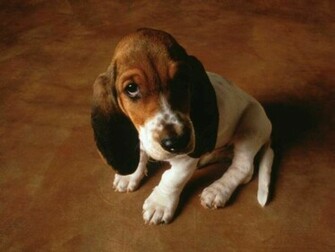 Puppies Cute Basset Puppy