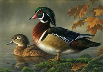 Ducks Wild Animal Life