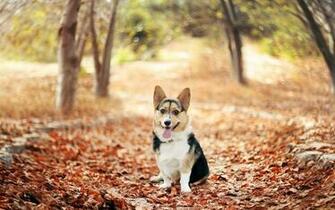 Corgi Computer Wallpaper Desktop Background Id
