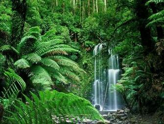 Nature Wallpaper Tropical Forest I Celebes