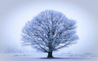 Oak Tree Wallpaper Image Group