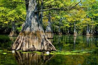 Stock Photos Taken In Swamp Areas
