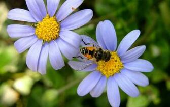 Bees Wallpaper Desktop HD Background