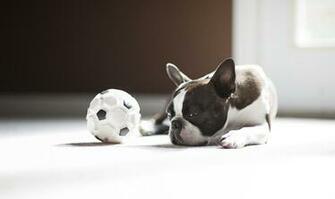 Wallpaper Beautiful Popular Dogs For Your Desktop Mobile Phone And