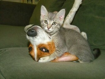 Cute Funny Animalz Animal Love Pictures And Wallpaper