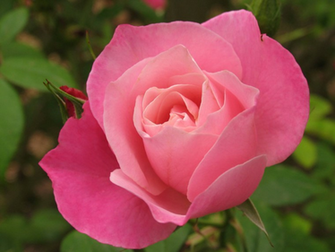 Rose Bud Pink Bloom Flower Desktop Wallpaper