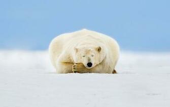Polar Bear Computer Wallpaper Desktop Background Id