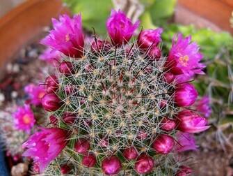 Cactus Wallpaper