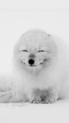 Arctic 20fox 20cute 20snow 20android 20wallpaper Jpg