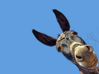 Las Orejas De Burro Del Rey Midas