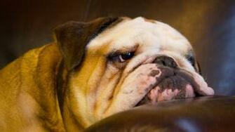 English Bulldog Wallpaper HD Pub