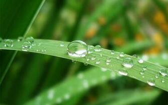 Wallpaper Morning Dew Photographs