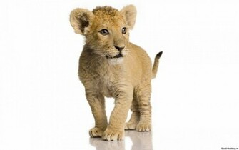 Wallpaper Young Lion Photo On White Background Lions