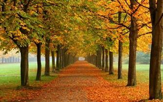 Fall Nature Wallpaper Autumn Leaves 3d Colors