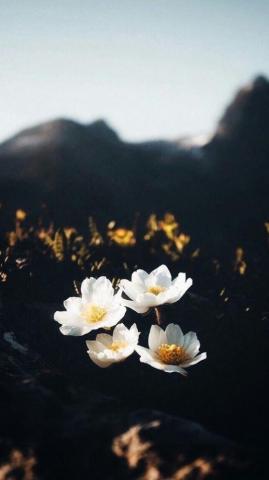 Authentic iPhone Wallpaper Tecnologist Flower