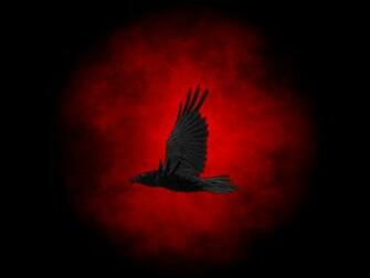 Free download Wallpaper black background bird raven wallpapers