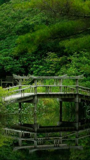Green Forest 4k Ultra HD Wallpaper Net