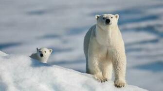 Pin Polar Bear And Baby Wild Animal Desktop Wallpaper 1920x1080jpg On