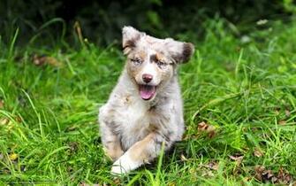 Wallpaper Dog Summer Grass Desktop In The