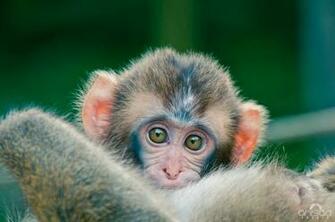 Baby Monkey