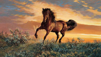 Wild Horse Wallpaper