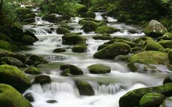 Flowing Mountain Stream Wallpaper