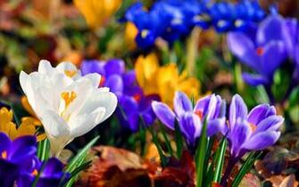 Crocuses Summer Flower Wallpaper New HD