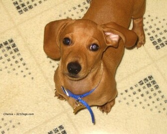 Dachshund Dogs Wallpaper