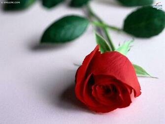 All Wallpaper Of Flowers