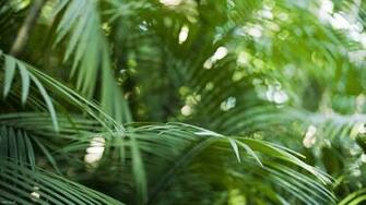 Artist Photographer Iskin Tropical Plants In A Rain Forest Plantation