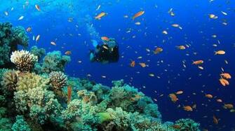 Scuba Diving Wallpaper