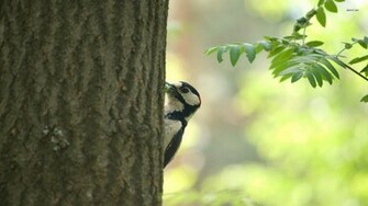 Woodpecker Wallpaper Animal