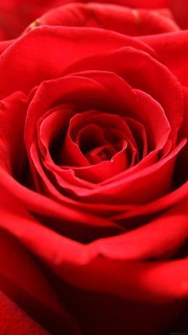 Apple iPhone Wallpaper Ml58 Rose Flower Red