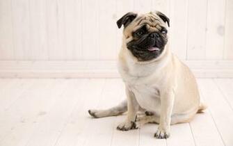 Funny Pug Wallpaper The Dog Best