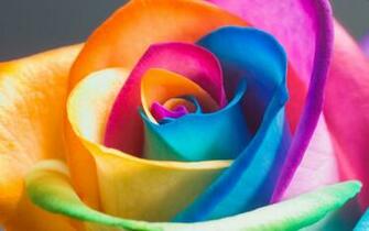 Colorful Flower Wallpaper Desktop
