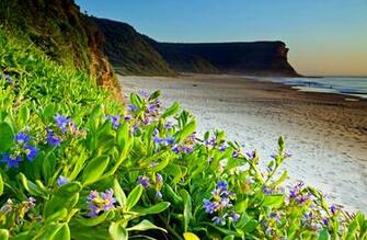 Flowers Along The Beach Wallpaper