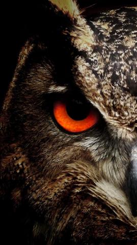 Colorful Owl Background Picture Wallpaper